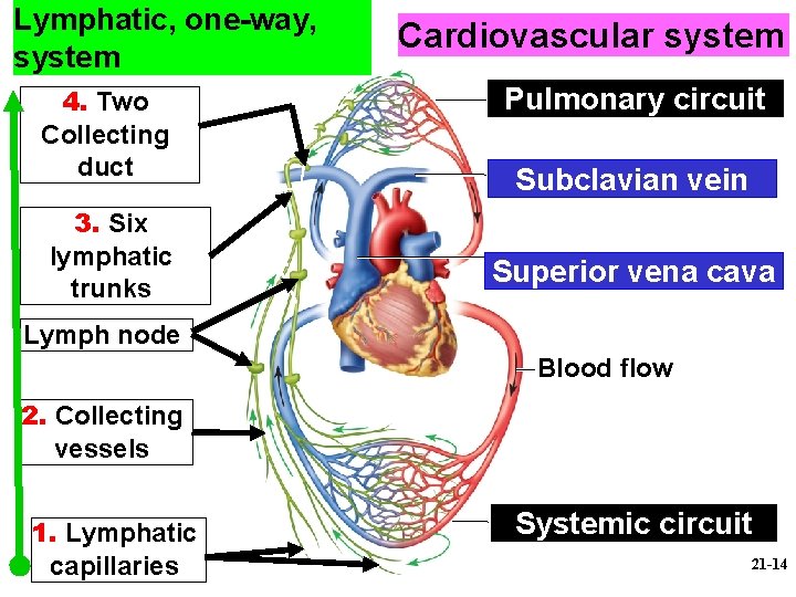 Lymphatic, one-way, system 4. Two Collecting duct 3. Six lymphatic trunks Cardiovascular system Pulmonary