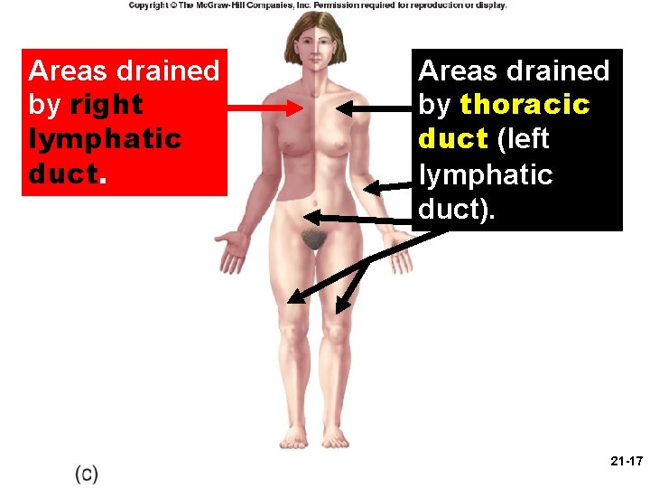 Areas drained by right lymphatic duct. Areas drained by thoracic duct (left lymphatic duct).