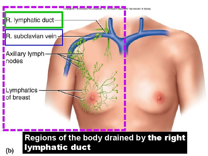 Regions of the body drained by the right lymphatic duct 21 -18 