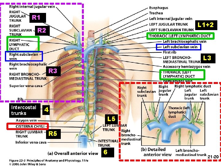 R 1 L 1+2 R 2 L 3 R 3 Intercostal trunks 4 L