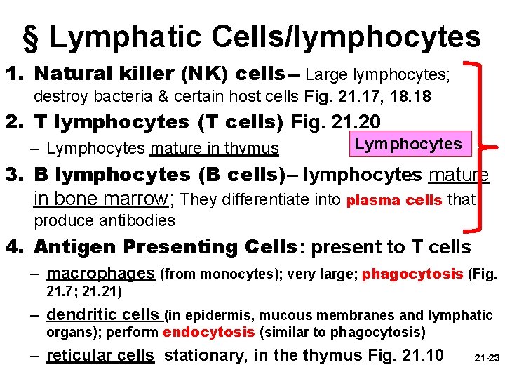 § Lymphatic Cells/lymphocytes 1. Natural killer (NK) cells-- Large lymphocytes; destroy bacteria & certain