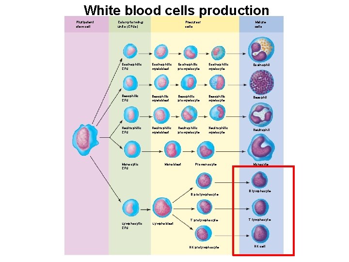 White blood cells production Pluripotent stem cell Colony-forming units (CFUs) Mature cells Precursor cells