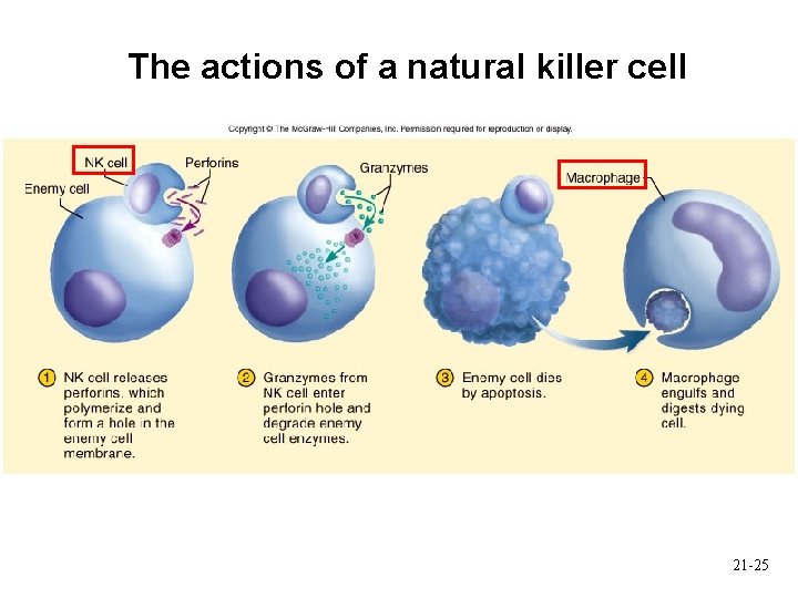 The actions of a natural killer cell 21 -25 