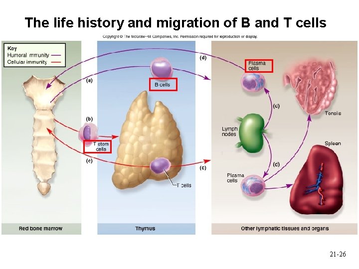 The life history and migration of B and T cells 21 -26 