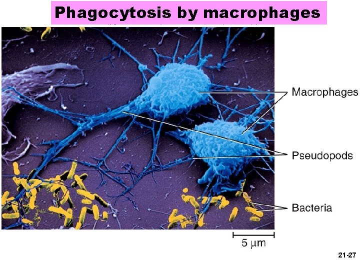 Phagocytosis by macrophages 21 -27 