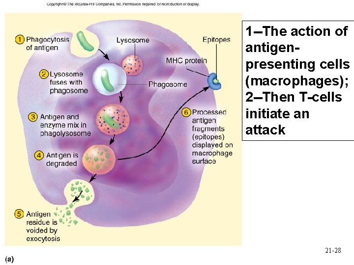 1 --The action of antigenpresenting cells (macrophages); 2 --Then T-cells initiate an attack 21