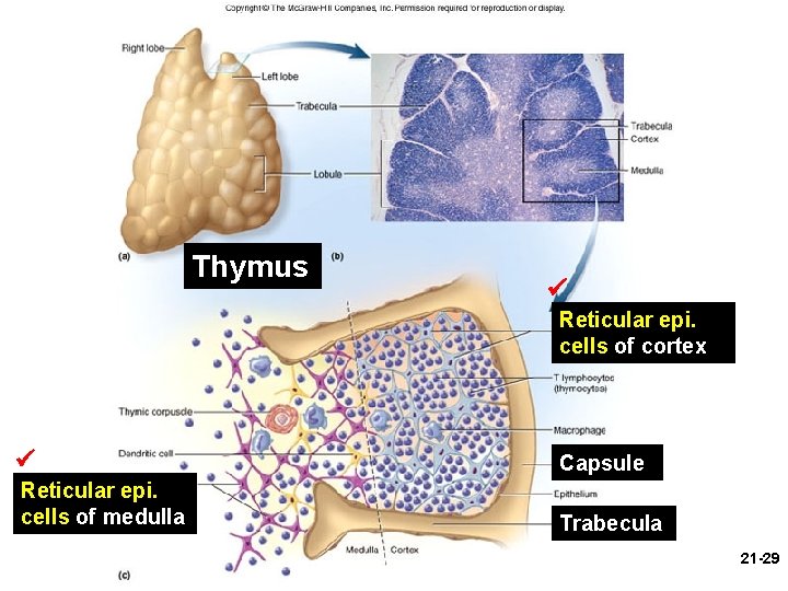 Figure 21. 10 Thymus Reticular epi. cells of cortex Capsule Reticular epi. cells of