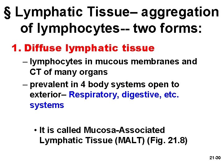 § Lymphatic Tissue– aggregation of lymphocytes-- two forms: 1. Diffuse lymphatic tissue – lymphocytes