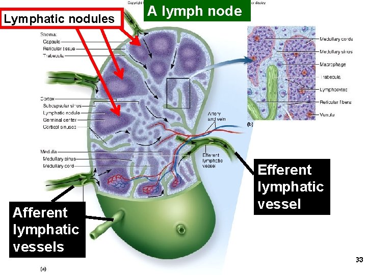 Lymphatic nodules A lymph node Fig. 21. 12 a and b Afferent lymphatic vessels