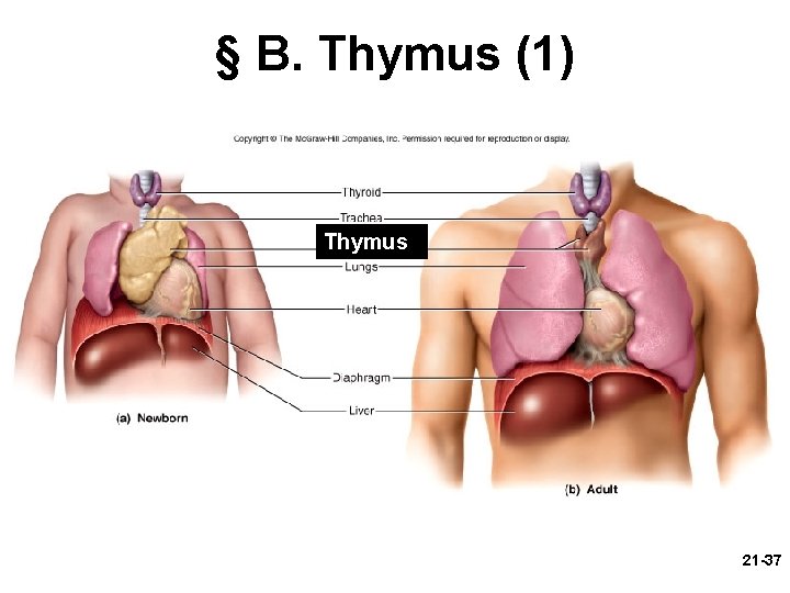 § B. Thymus (1) Thymus 21 -37 