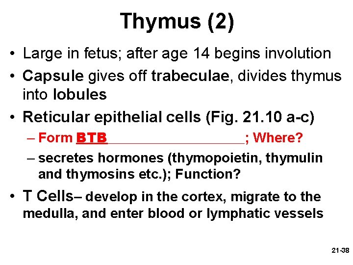 Thymus (2) • Large in fetus; after age 14 begins involution • Capsule gives