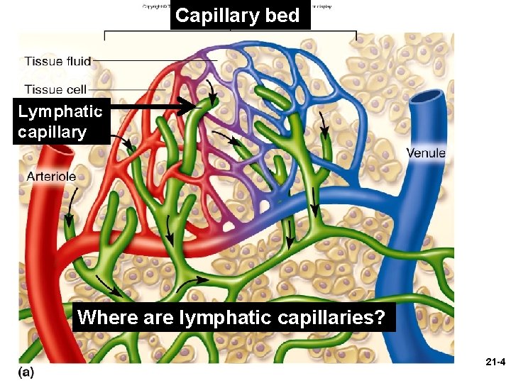 Capillary bed Lymphatic capillary Where are lymphatic capillaries? 21 -4 