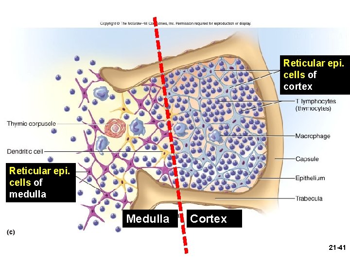 Figure 21. 10 c Reticular epi. cells of cortex Reticular epi. cells of medulla