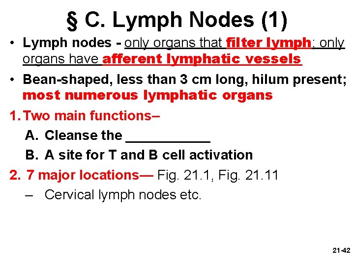 § C. Lymph Nodes (1) • Lymph nodes - only organs that filter lymph;