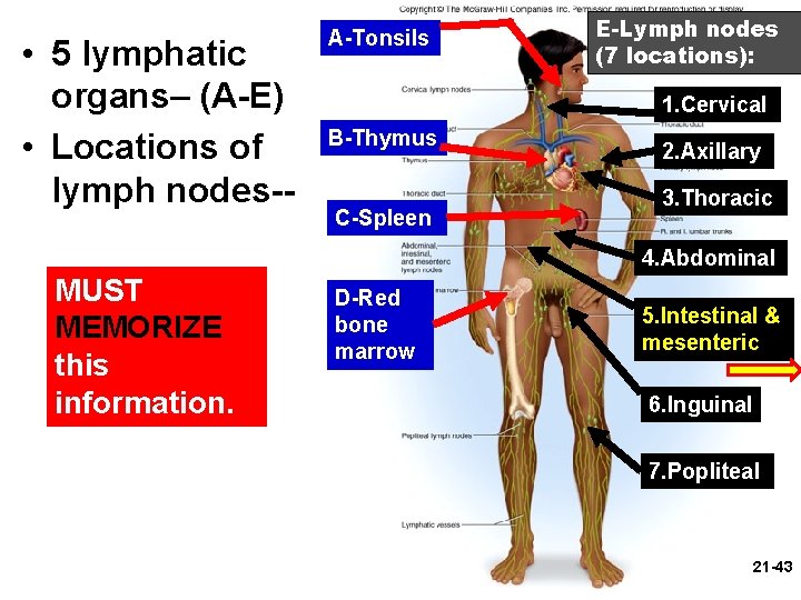  • 5 lymphatic organs– (A-E) • Locations of lymph nodes-- A-Tonsils E-Lymph nodes