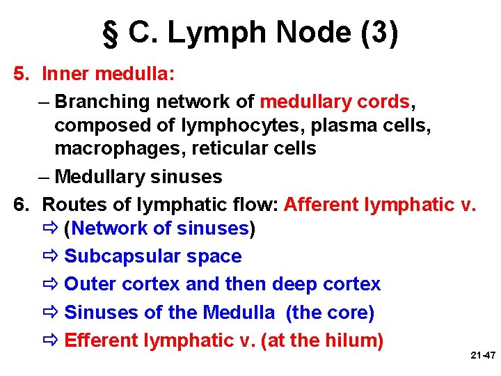 § C. Lymph Node (3) 5. Inner medulla: – Branching network of medullary cords,