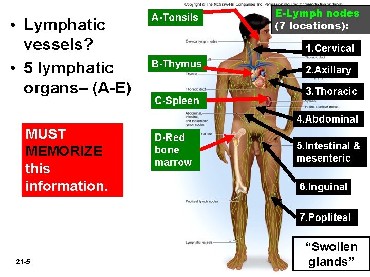  • Lymphatic vessels? • 5 lymphatic organs– (A-E) A-Tonsils E-Lymph nodes (7 locations):