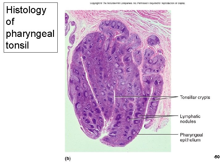Histology of pharyngeal tonsil 21 -50 