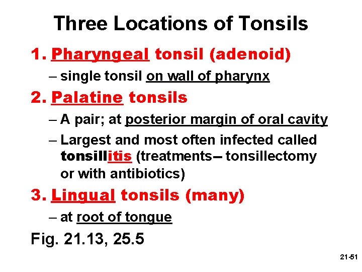 Three Locations of Tonsils 1. Pharyngeal tonsil (adenoid) – single tonsil on wall of