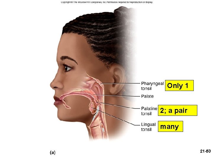Figure 21. 13 a Only 1 2; a pair many 21 -53 