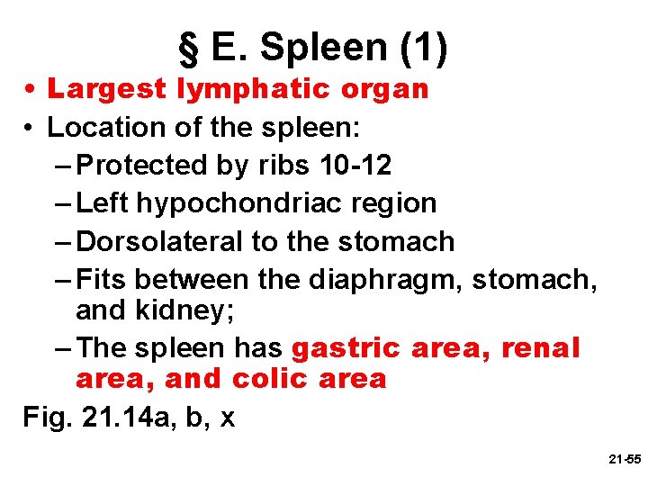 § E. Spleen (1) • Largest lymphatic organ • Location of the spleen: –