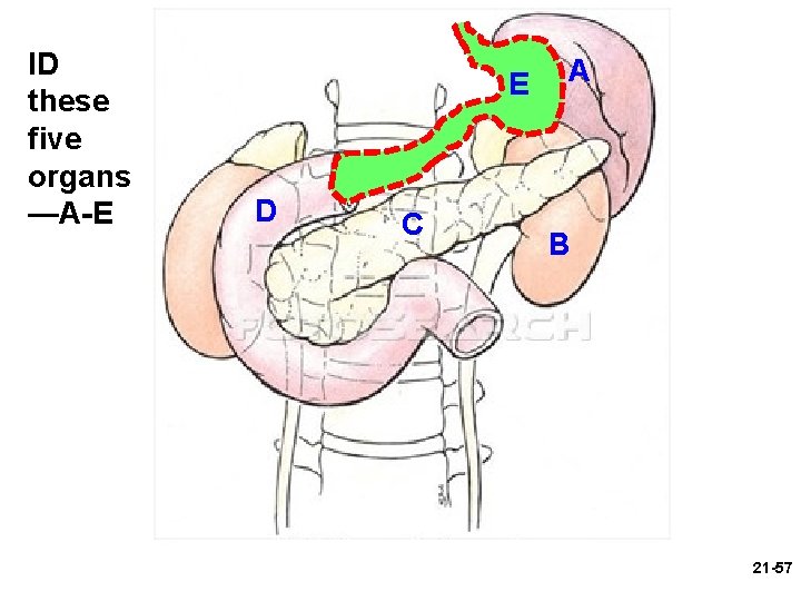 ID these five organs —A-E E D C A B 21 -57 