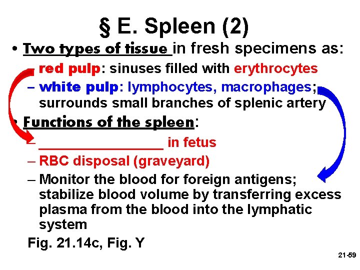 § E. Spleen (2) • Two types of tissue in fresh specimens as: –