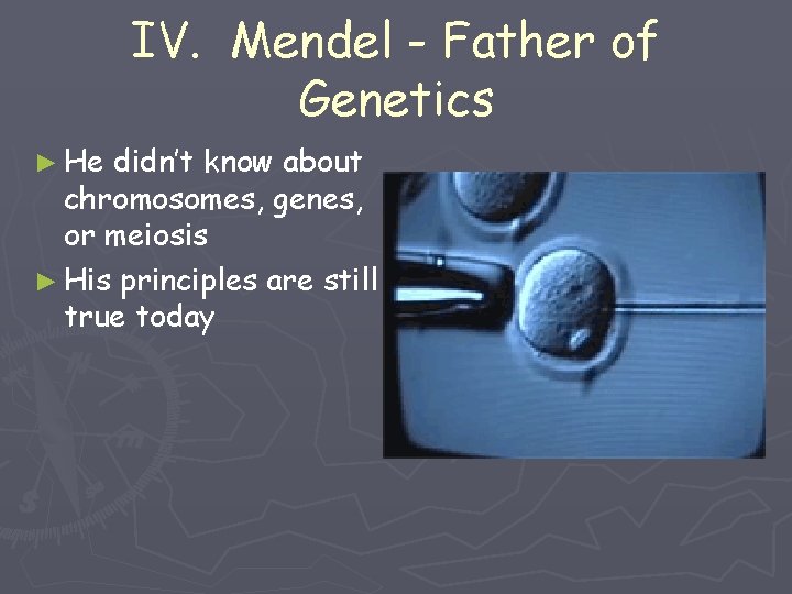 IV. Mendel - Father of Genetics ► He didn’t know about chromosomes, genes, or