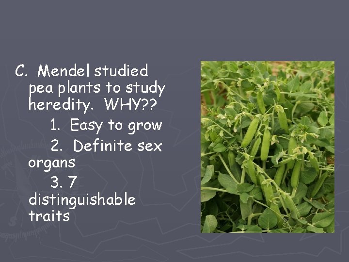 C. Mendel studied pea plants to study heredity. WHY? ? 1. Easy to grow