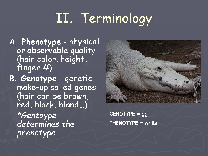 II. Terminology A. Phenotype - physical or observable quality (hair color, height, finger #)