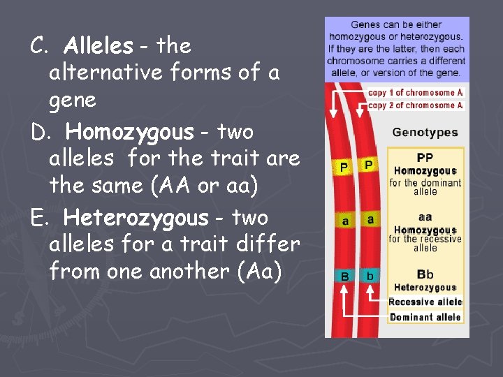 C. Alleles - the alternative forms of a gene D. Homozygous - two alleles