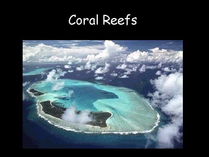 Coral Reefs 