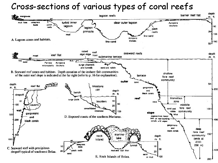 Cross-sections of various types of coral reefs 