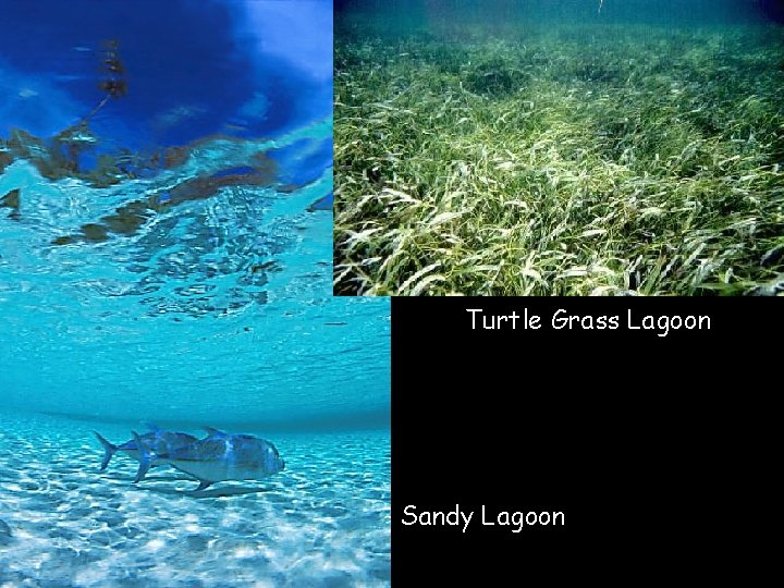 Turtle Grass Lagoon Sandy Lagoon 