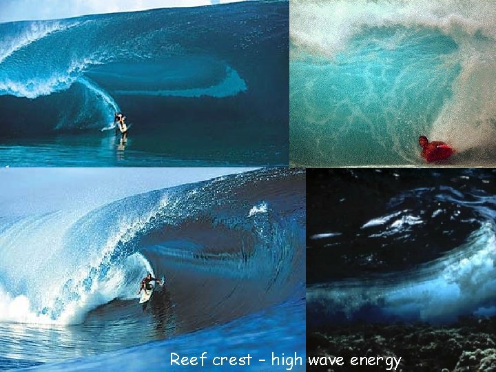Reef crest – high wave energy 
