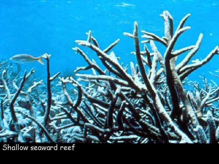 Shallow seaward reef 