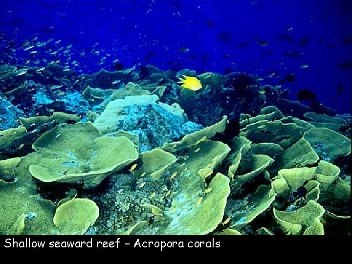 Shallow seaward reef – Acropora corals 