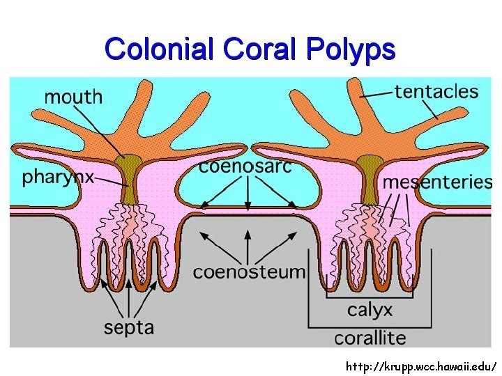 http: //krupp. wcc. hawaii. edu/ 
