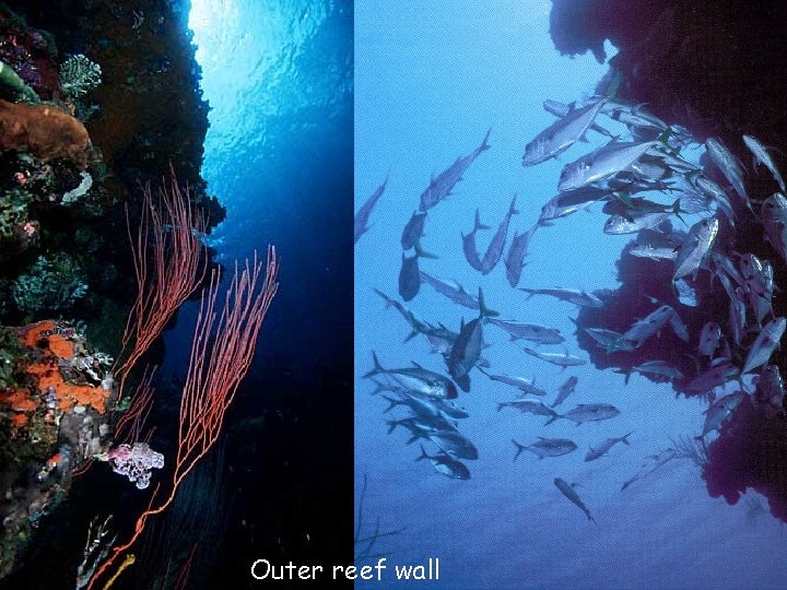 Outer reef wall 