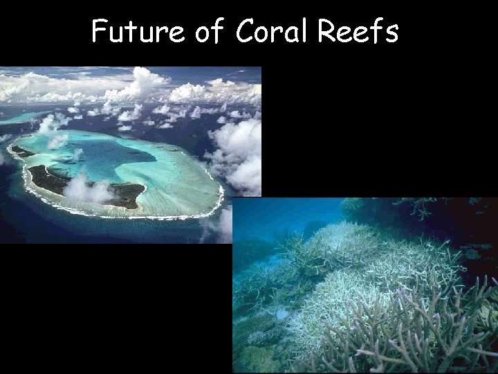 Future of Coral Reefs 