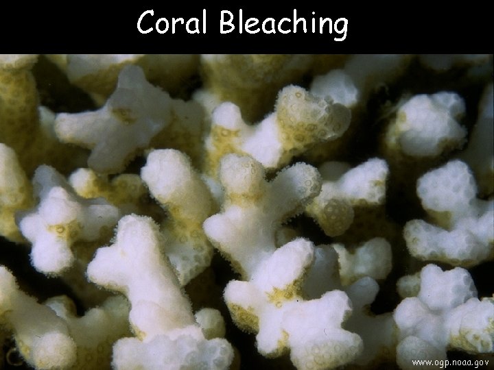 Coral Bleaching www. ogp. noaa. gov 