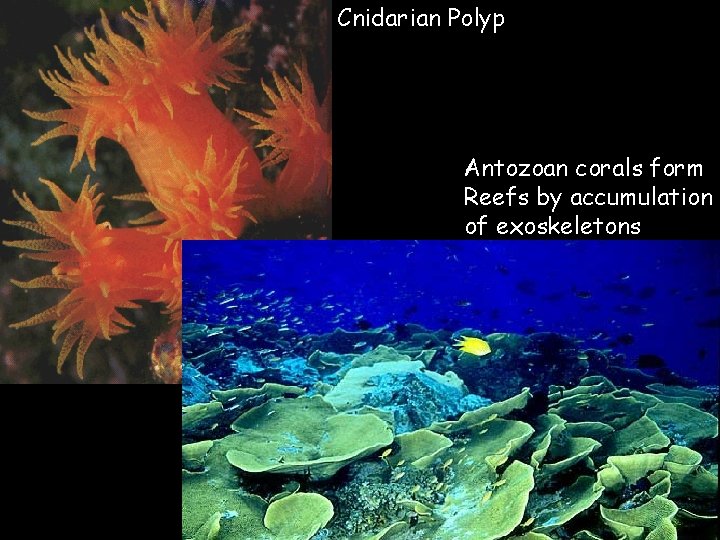 Cnidarian Polyp Antozoan corals form Reefs by accumulation of exoskeletons 