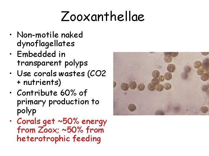 Zooxanthellae • Non-motile naked dynoflagellates • Embedded in transparent polyps • Use corals wastes