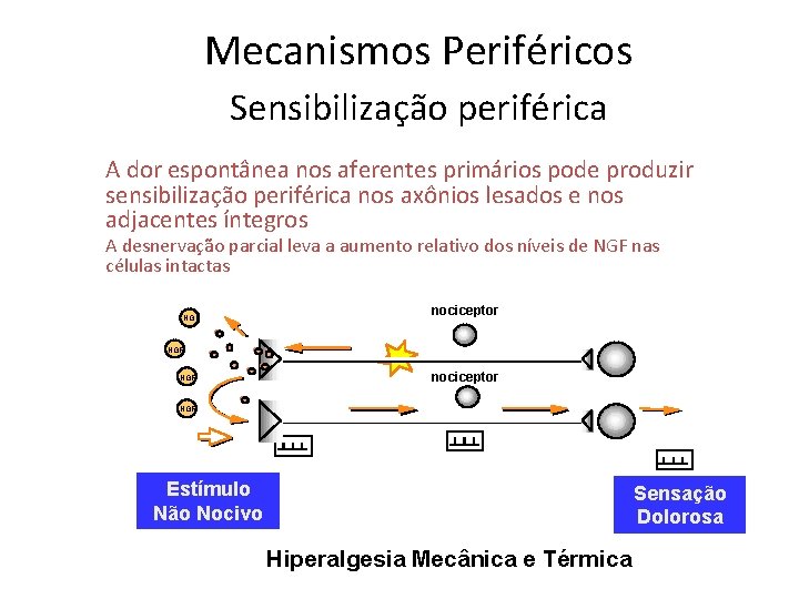 Mecanismos Periféricos Sensibilização periférica A dor espontânea nos aferentes primários pode produzir sensibilização periférica Mecanismos Periféricos Sensibilização periférica A dor espontânea nos aferentes primários pode produzir sensibilização periférica