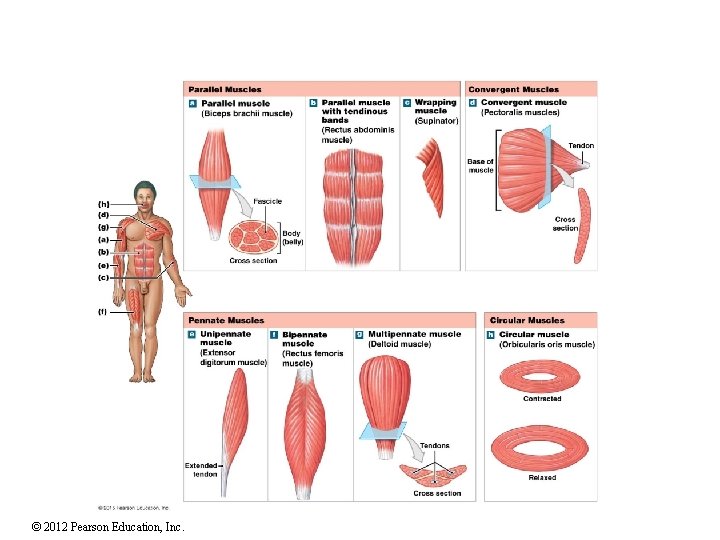 BIOL 2401 FUNDAMENTALS OF ANATOMY AND PHYSIOLOGY Mrs