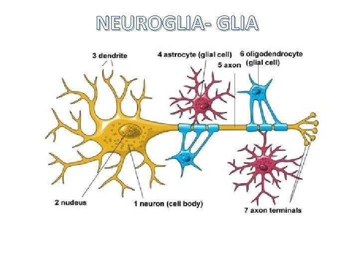 NEUROGLIA- GLIA 