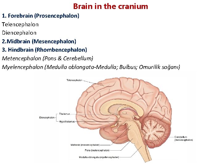 Brain in the cranium 1. Forebrain (Prosencephalon) Telencephalon Diencephalon 2. Midbrain (Mesencephalon) 3. Hindbrain