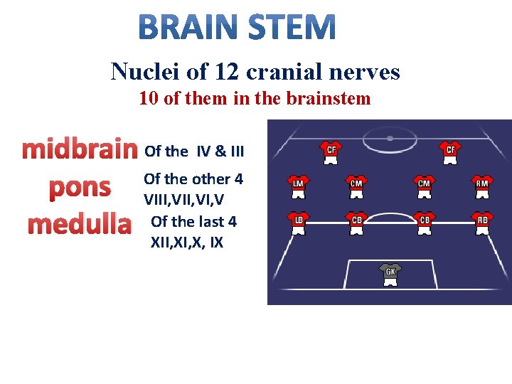 Nuclei of 12 cranial nerves 10 of them in the brainstem midbrain Of the