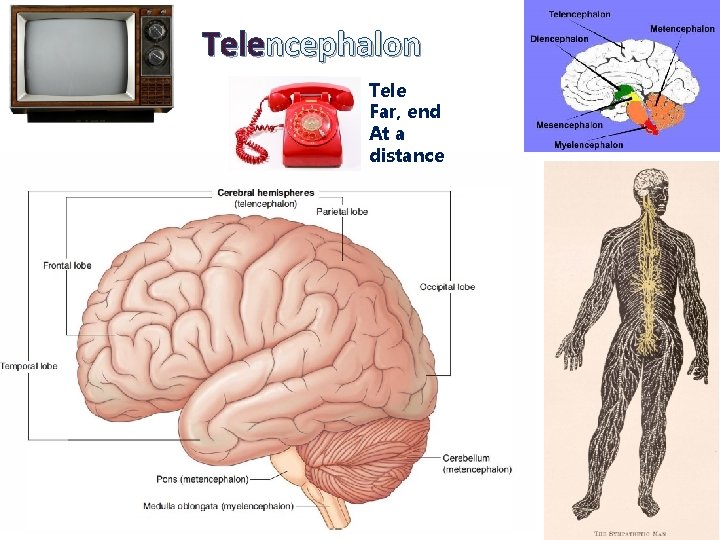 Telencephalon Tele Far, end At a distance 