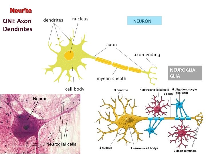 Neurite ONE Axon Dendirites NEUROGLIA 